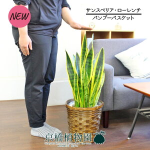 ySSN[|zySSizyou[oXPbgJo[zTXxAE[`@7yϗtA/CeA//i`/A/蕨/yV/ʔ/~hTCY/Vv