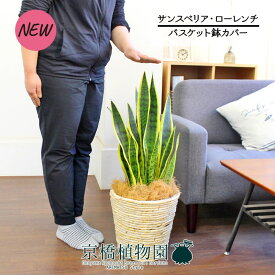 【SSクーポンあり】【SS特価品】【バスケット鉢カバー/アイボリー】サンスベリア・ローレンチ　7号【観葉植物/インテリア/おしゃれ/ナチュラル/鉢植え/贈り物/楽天/通販/ミドルサイズ/シンプル/人気商品】【大型】