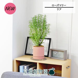 yubNtCf[N[|LIzyASTCY/sNz[Y}[yϗtA/CeA//i`/A/蕨/yV/ʔ/X[TCY/lCi/Mtg/v[g