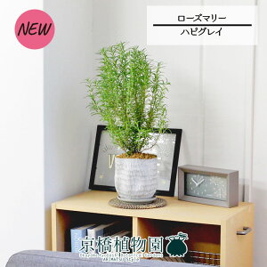 yubNtCf[N[|LIzynsOCz[Y}[yϗtA/CeA//i`/A/蕨/yV/ʔ/X[TCY/lCi/Mtg/v[gz4G