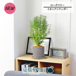 yubNtCf[N[|LIzyCIjAV_[z[Y}[yϗtA/CeA//i`/A/蕨/yV/ʔ/X[TCY/lCi/Mtg/v[