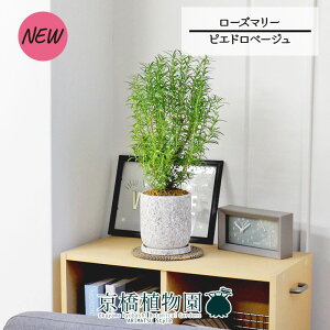 yubNtCf[N[|LIzysGhx[Wz[Y}[yϗtA/CeA//i`/A/蕨/yV/ʔ/X[TCY/lCi/Mtg/v[g