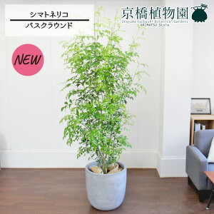 y30P5{IzV}glR 10yoXNEhJo[/O[zy[WTCYz