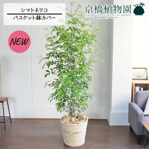 y30P5{IzV}glR 10yoXPbgJo[/AC{[zy[WTCYz