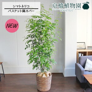 y30P5{IzV}glR 10yoXPbgJo[/uEzy[WTCYz