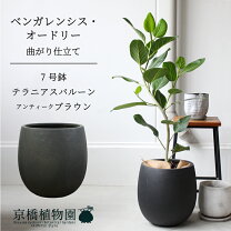 楽天市場】フィカス オードリーの通販
