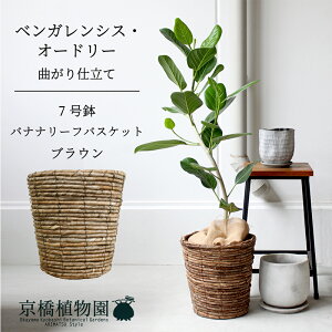 y30P5{Izy}\N[|LzyoXPbgJo[FuEztBJXExKVXEI[h[ 7ytATCY/xKS/Vv/uE//A/Mtg/v