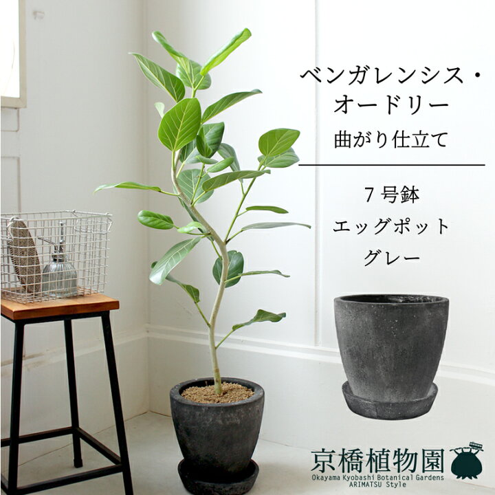 楽天市場】【エッグポット：ブラック】フィカス・ベンガレンシス 