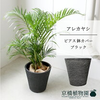 楽天市場】アレカヤシ 6号の通販