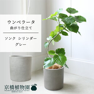 y5P5{IzySSN[|zy\NV_[FEH[O[zEx[^@Ȃ@7y~hTCY/u/j/Vzj/Ă₷/ϗtA/n[g[t/n[g^/O