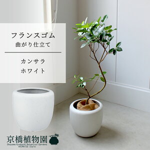 y30P5{Izy}\N[|LzyJTJo[FzCgztXS@Ȃ@7y~hTCY/u/j/Vzj/Ă₷/ϗtA/SmL/zCg/zy