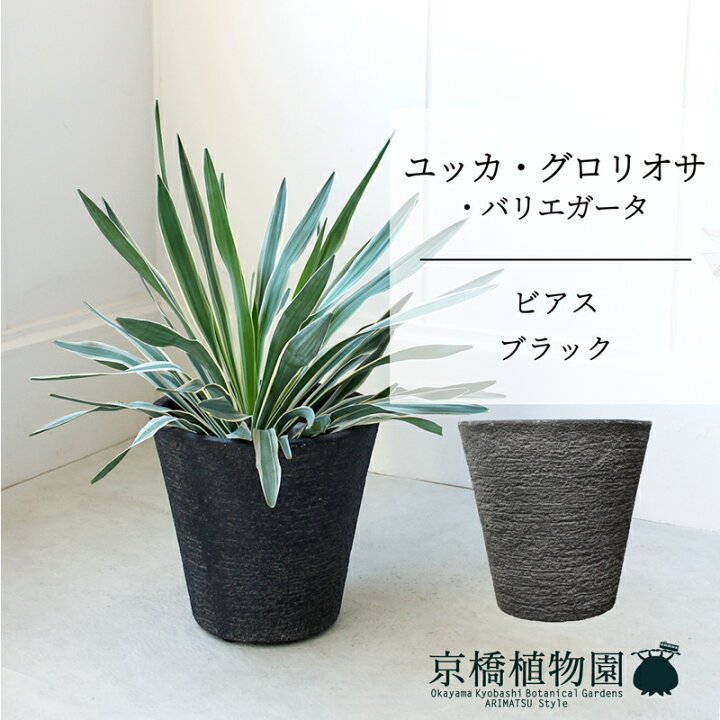 楽天市場】【5日はP5倍！】【ビアス鉢カバー：ブラック】ユッカ 
