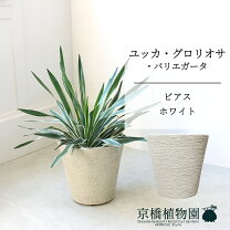 楽天市場】ユッカ・グロリオサ・バリエガータの通販