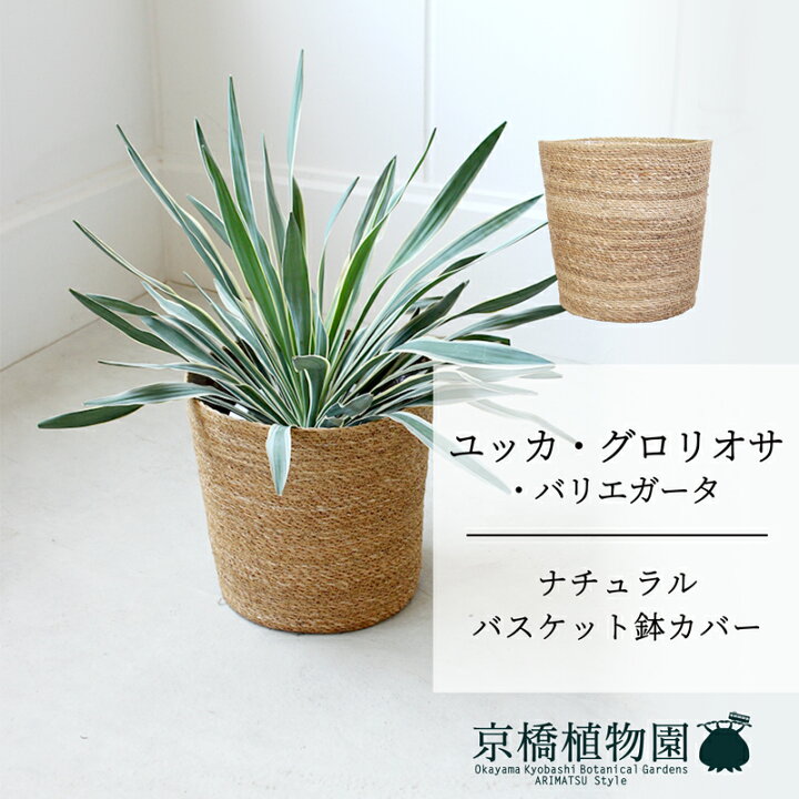 楽天市場】【マラソンクーポン有！】【スターターセット付 