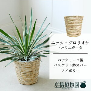 ySSN[|zySSizyoXPbgJo[FAC{[zbJEOITEoGK[^@7y~hTCY/u/j/Vzj/ϗtAzy^z