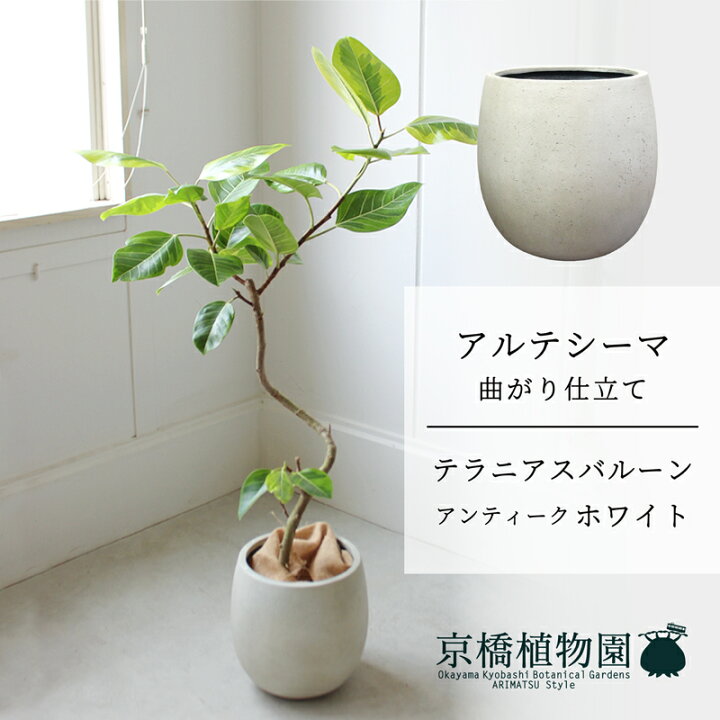楽天市場】【マラソンクーポン有！】【スターターセット付】【バルーン 