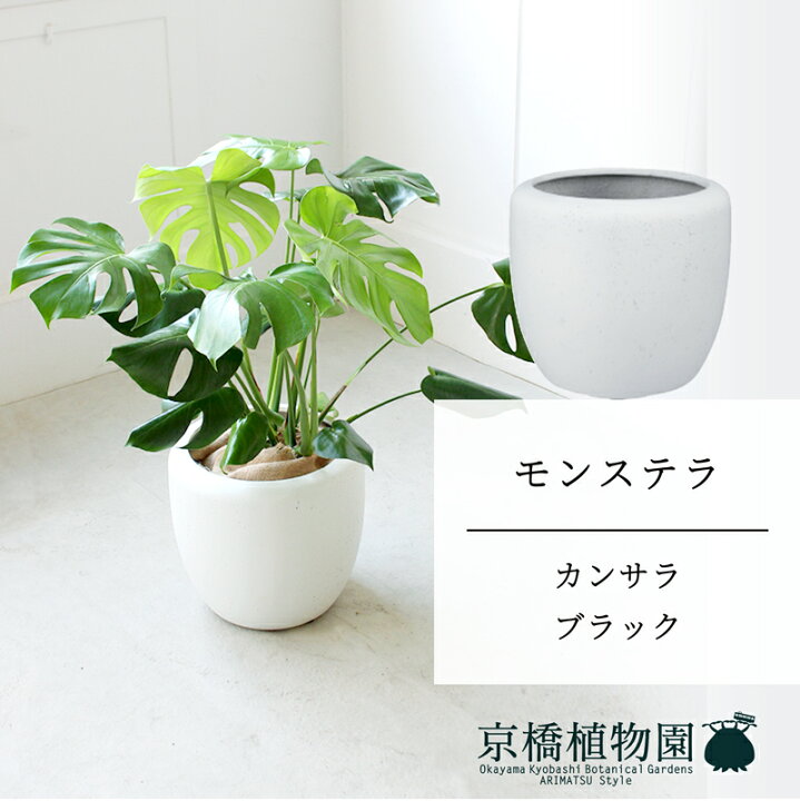 楽天市場】【25日はP5倍！】【マラソンクーポン有！】【カンサラ鉢 