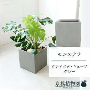 y5P5{IzySSN[|zyNC|bgL[uJo[FO[zXe@8y~hTCY/u/j/Vzj/ϗtAzy^z