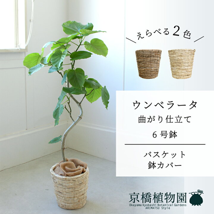 楽天市場】【15日はP5倍！】【マラソンクーポン有！】【スターター 
