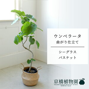 y5P5{IzySSN[|zyV[OXoXPbgzEx[^@Ȃ@6y󂯎Mtzy~hTCY/u/j/Vzj/Ă₷/ϗtA/zy^z