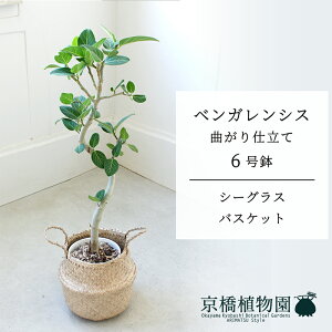 y10P5{IzySSN[|zyV[OXoXPbgzxKVX@Ȃ@6y󂯎Mtzy~hTCY/u/j/Vzj/Ă₷/ϗtA/zy^z