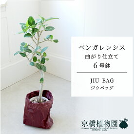 【JIU BAG（ジウバッグ）】ベンガレンシス　曲がり　6号【受け皿付】【ミドルサイズ/床置き/御祝/新築祝い/育てやすい/観葉植物/】【大型】