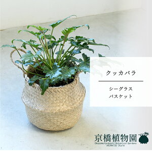 �y�V�[�O���X�o�X�P�b�g�z�N�b�J�o���@6���@5G�y�󂯎M�t�z�y�~�h���T�C�Y/���u��/��j/�V�z�j��/��Ă₷��/�ϗt�A��/�z�y��^�z