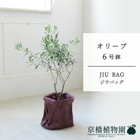 【JIU BAG（ジウバッグ）】オリーブ　6号【受け皿付】【ミドルサイズ/床置き/御祝/新築祝い/育てやすい/観葉植物/】【大型】