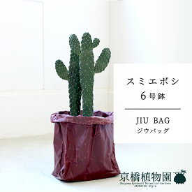 【JIU BAG（ジウバッグ）】スミエボシ　6号【受け皿付】【ミドルサイズ/床置き/御祝/新築祝い/育てやすい/観葉植物/】【大型】