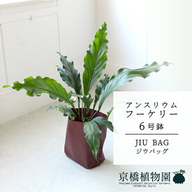 【JIU BAG（ジウバッグ）】アンスリウム・フーケリー　6号【受け皿付】【ミドルサイズ/床置き/御祝/新築祝い/育てやすい/観葉植物/】【大型】