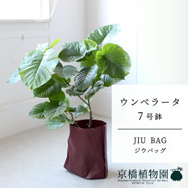 【JIU BAG（ジウバッグ）】フィカス・ウンベラータ　7号【受け皿付】【ミドルサイズ/床置き/御祝/新築祝い/育てやすい/観葉植物/】【大型】