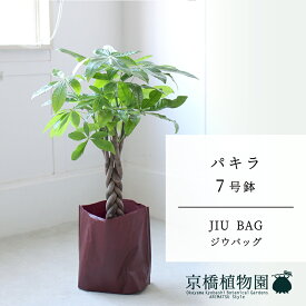 【JIU BAG（ジウバッグ）】パキラ　7号【受け皿付】【ミドルサイズ/床置き/御祝/新築祝い/育てやすい/観葉植物/】【大型】