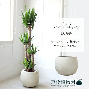 【マラソンクーポン有】【ローバルーン鉢カバー/アンティークホワイト】ユッカ・エレファンティペス10号【受け皿付】【青年の木】【ラージサイズ】