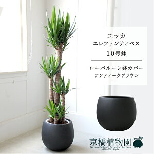 y[o[Jo[/AeB[NuEzbJEGt@eByX10y󂯎MtzyN̖؁zy[WTCYz