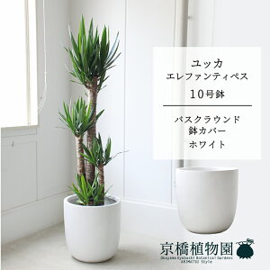 y30P5{Izy}\N[|LzyoXNEhJo[/zCgzbJEGt@eByX10y󂯎MtzyN̖؁zy[WTCYz