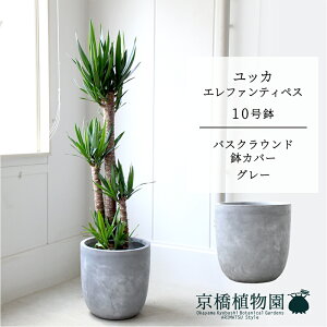 y1P7{IzyoXNEhJo[/O[zbJEGt@eByX10y󂯎MtzyN̖؁zy[WTCYz