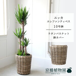 y^Jo[tzbJEGt@eByX10y󂯎MtzyN̖؁zy[WTCYz