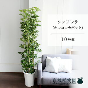 y25P5{IzyubNtCf[N[|LIzVFt@O[@10yzRJ|bNzyhtJmLzy[WTCY/u/j/Vzj/Ă₷/ϗtAzy