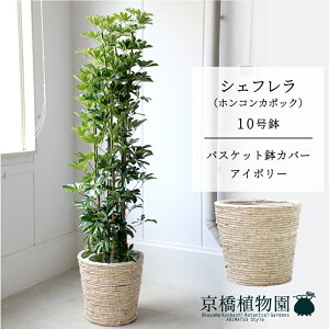 y25P5{IzyubNtCf[N[|LIzyoXPbgJo[FAC{[zVFt@O[@10yzRJ|bNzyhtJmLzy[WTCY/u/