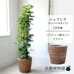 y25P5{IzyubNtCf[N[|LIzyoXPbgJo[FuEzVFt@O[@10yzRJ|bNzyhtJmLzy[WTCY/u/j/