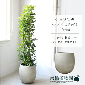 y25P5{IzyubNtCf[N[|LIzyo[Jo[FAeB[NzCgzVFt@O[@10yzRJ|bNzyhtJmLzy[WTCY/