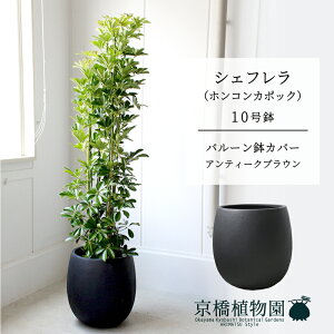 y25P5{IzyubNtCf[N[|LIzyo[Jo[FAeB[NuEzVFt@O[@10yzRJ|bNzyhtJmLzy[WTCY/