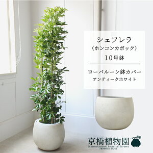 y25P5{IzyubNtCf[N[|LIzy[o[Jo[/AeB[NzCgzVFt@O[@10yzRJ|bNzyhtJmLzy[WTCY