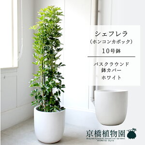 y25P5{IzyubNtCf[N[|LIzyoXNEhJo[/zCgzVFt@O[@10yzRJ|bNzyhtJmLzy[WTCY/u/