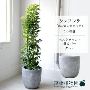 y25P5{IzyubNtCf[N[|LIzyoXNEhJo[/O[zVFt@O[@10yzRJ|bNzyhtJmLzy[WTCY/u/j/