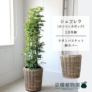 y25P5{IzyubNtCf[N[|LIzy^Jo[tzVFt@O[@10yzRJ|bNzyhtJmLzy[WTCY/u/j/Vzj/