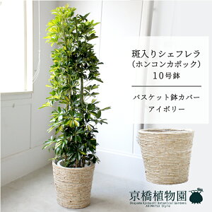 y1P7{IzyoXPbgJo[FAC{[zVFt@@10yzRJ|bNzyhtJmLzy[WTCY/u/j/Vzj/Ă₷/ϗtAzy^