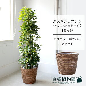 y25P5{IzyubNtCf[N[|LIzyoXPbgJo[FuEzVFt@@10yzRJ|bNzyhtJmLzy[WTCY/u/j/V