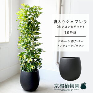 y25P5{IzyubNtCf[N[|LIzyo[Jo[FAeB[NuEzVFt@@10yzRJ|bNzyhtJmLzy[WTCY/u