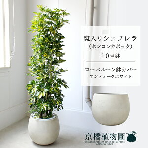 y25P5{IzyubNtCf[N[|LIzy[o[Jo[/AeB[NzCgzVFt@@10yzRJ|bNzyhtJmLzy[WTCY/